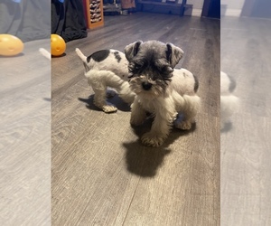 Affenpinscher-Miniature Schnauzer Mix Puppy for sale in VISALIA, CA, USA