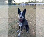 Small Australian Shepherd Mix