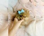 Small #2 Pomeranian