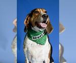 Small #1 Bluetick Coonhound