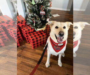 Twinkle - Female Labrador Retriever-Unknown Mix Dog for Adoption - Photo #3