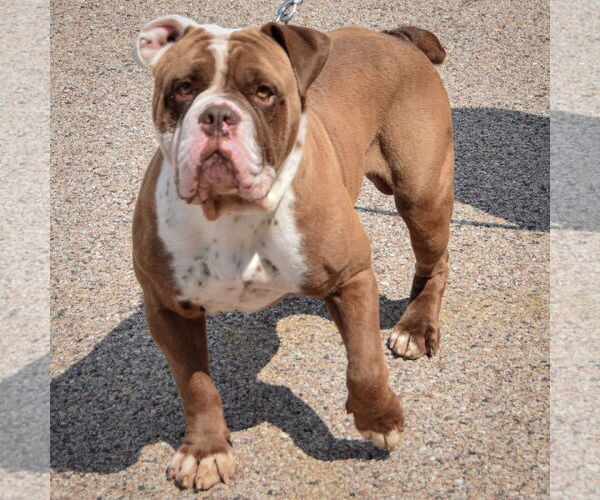 Medium Photo #3 Bulldog Puppy For Sale in Huntley, IL, USA