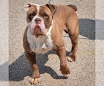 Small #2 Bulldog