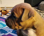 Small Photo #13 American Bully Puppy For Sale in PHOENIX, AZ, USA