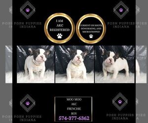 French Bulldog Puppy for sale in WARSAW, IN, USA