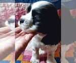 Small #1 Cocker Spaniel