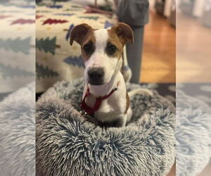 Labrador Retriever-Unknown Mix Dogs for adoption in Oak Bluffs, MA, USA