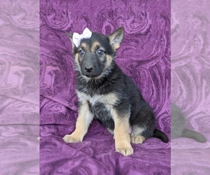 German Shepherd Dog Puppy for sale in GLEN ROCK, PA, USA