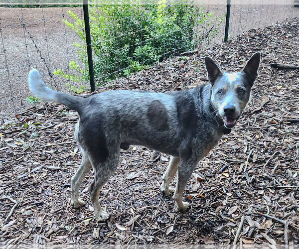 Medium Photo #1 Mutt Puppy For Sale in Paso Robles, CA, USA