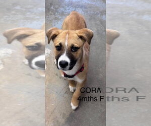 Mutt Dogs for adoption in Woodbury, NY, USA