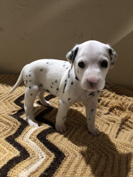 Medium Photo #15 Dalmatian Puppy For Sale in LINCOLN, NE, USA