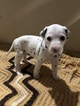 Small Photo #15 Dalmatian Puppy For Sale in LINCOLN, NE, USA