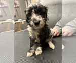 Small Photo #13 Aussiedoodle Puppy For Sale in INDIANAPOLIS, IN, USA