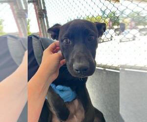 Tillie - Female Labrador Retriever-Unknown Mix Dog for Adoption - Photo #4