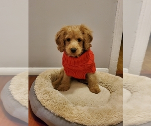 Cocker Spaniel-Poodle (Miniature) Mix Puppy for sale in HICKSVILLE, NY, USA