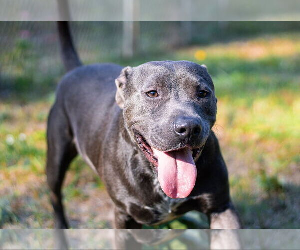 Medium Photo #4 American Staffordshire Terrier-Unknown Mix Puppy For Sale in Calhoun, GA, USA