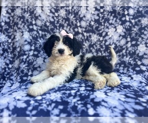 Cavapoo Puppy for sale in LAKELAND, FL, USA
