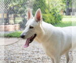 Small #1 German Shepherd Dog