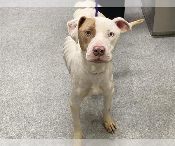 Medium Photo #1 Mutt Puppy For Sale in Orange, CA, USA