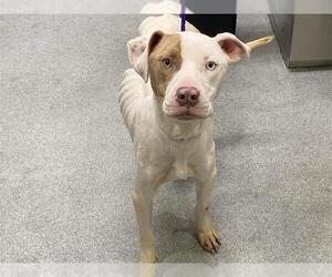 Mutt Dogs for adoption in Orange, CA, USA