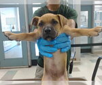 Small Black Mouth Cur Mix