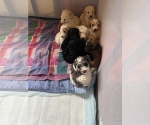 Poodle (Standard) Puppy for Sale in GILBERT, Arizona USA