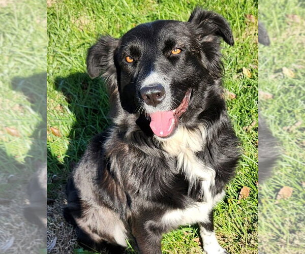 Medium Photo #4 Border Collie-Unknown Mix Puppy For Sale in Cromwell, KY, USA