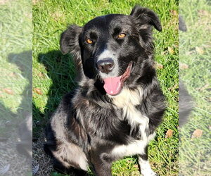 Boots - Female Border Collie-Unknown Mix Dog for Adoption - Photo #4