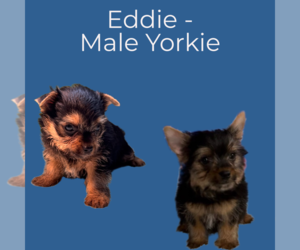 Yorkshire Terrier Puppy for sale in AZLE, TX, USA