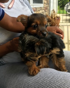 Medium Photo #1 Chorkie Puppy For Sale in ATLANTA, GA, USA