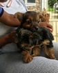 Small Chorkie