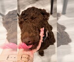 Small Poodle (Standard)