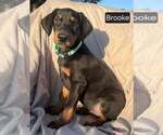 Small Photo #4 Doberman Pinscher Puppy For Sale in POMEROY, OH, USA