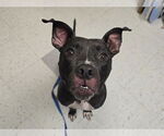 Small #3 American Pit Bull Terrier Mix