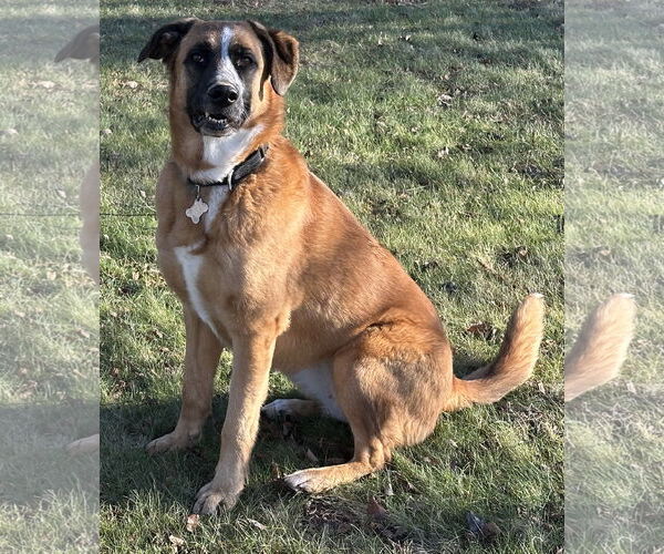 Medium Photo #4 Anatolian Shepherd-Unknown Mix Puppy For Sale in Harrisburg, PA, USA