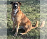 Small #3 Anatolian Shepherd Mix