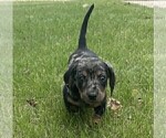 Puppy Remy Dachshund