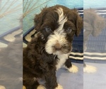 Small Photo #3 Portuguese Water Dog Puppy For Sale in FRANKLIN, TN, USA