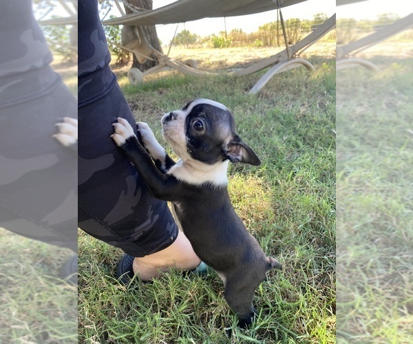 Medium Photo #1 Boston Terrier Puppy For Sale in FREDONIA, KS, USA