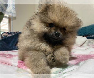 Pomeranian Puppy for sale in WIMAUMA, FL, USA