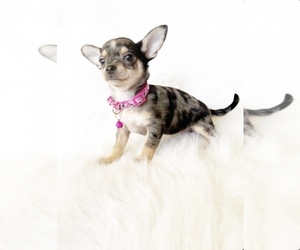 Chihuahua Puppy for Sale in SACRAMENTO, California USA