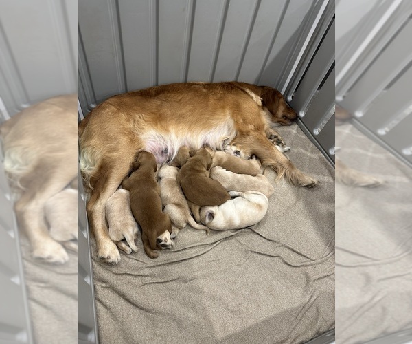 Medium Photo #4 Golden Retriever Puppy For Sale in AUSTIN, MN, USA