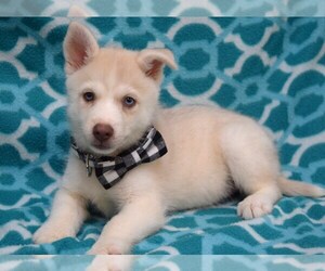 Pomsky Puppy for sale in COSHOCTON, OH, USA
