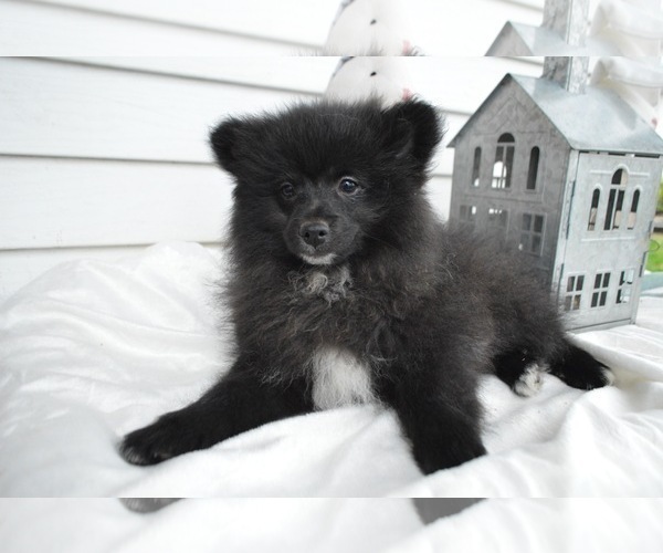 Medium Photo #4 Pomeranian Puppy For Sale in HONEY BROOK, PA, USA