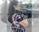 Small Photo #25 French Bulldog Puppy For Sale in WEST HOLLYWOOD, CA, USA