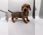 Small Photo #7 Dachshund Puppy For Sale in SAINT AUGUSTINE, FL, USA