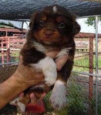 Australian Shepherd Puppy for sale in TERRELL, TX, USA