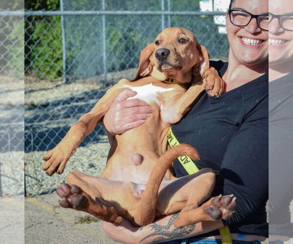Medium Photo #4 American Foxhound-Redbone Coonhound Mix Puppy For Sale in Huntley, IL, USA