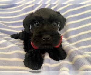 Schnauzer (Miniature) Puppy for sale in CLAREMONT, NC, USA
