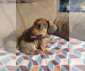French Bull Weiner Puppy for sale in COFFEYVILLE, KS, USA
